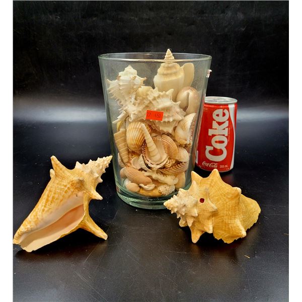 Sconce and Seashell Lot