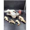 Image 1 : Vintage Animals Skulls