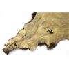 Image 13 : Mid-19th C. Plains Painted Buffalo Robe ex-Skinner