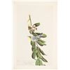 Image 12 : Audubon's Original Water-Color Paintings