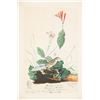Image 13 : Audubon's Original Water-Color Paintings