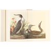 Image 14 : Audubon's Original Water-Color Paintings
