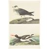 Image 18 : Audubon's Original Water-Color Paintings
