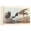 Image 19 : Audubon's Original Water-Color Paintings