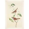 Image 20 : Audubon's Original Water-Color Paintings