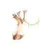 Image 11 : Large Caribou Taxidermy Shoulder Mount