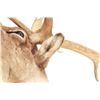 Image 8 : Large Caribou Taxidermy Shoulder Mount