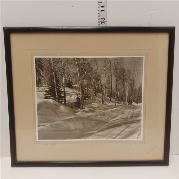 Framed Original Photograph "Birches" Signed Alfred Blyth A.R.R.S