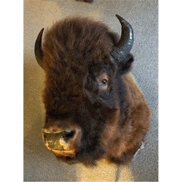 Buffalo Head - Mounted