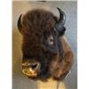 Image 1 : Buffalo Head - Mounted