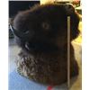 Image 4 : Buffalo Head - Mounted