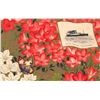 Image 2 : 5 Flower & Butterfly N.Y.K. Line Ocean Liner Ship Postcards