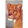 Image 2 : Group of 7 Signed Dresden Jungle Animal Postcards