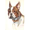 Image 1 : Group of 6 Norfini Signed Artist Dog Animal Postcards