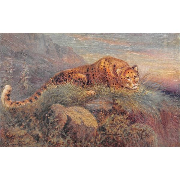 Set of 6 "Wild Animals" Tuck Oilette Big Cat Postcards