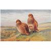 Image 1 : Set of 6 "Game Birds" Series II Tuck Oilette Animal Postcards