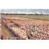 Image 2 : Group of 6 "An Australian Sheep Station" Tuck Oilette Animal Postcards