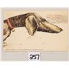 Image 2 : 4 Dachshund Dog Installment Set Postcards
