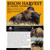 Image 1 : Bison Harvest