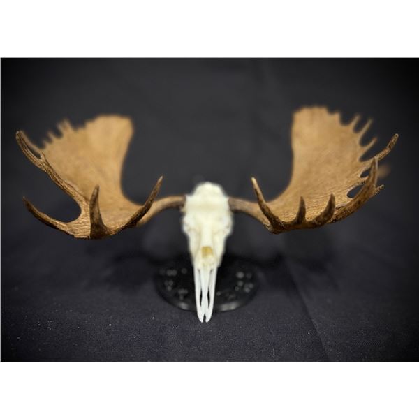 BABY BOONER MOOSE EURO