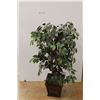 Image 1 : *Faux Plant - 4' w/Wicker Style Pot