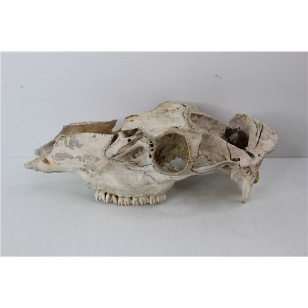 Animal Skull, Would Look Good On The Front Of Your Vehicle