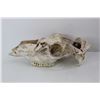 Image 1 : Animal Skull, Would Look Good On The Front Of Your Vehicle