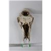 Image 3 : Animal Skull, Would Look Good On The Front Of Your Vehicle