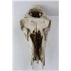 Image 4 : Animal Skull, Would Look Good On The Front Of Your Vehicle