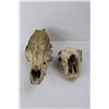 Image 2 : (2) Animal Skulls