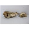 Image 3 : (2) Animal Skulls