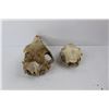 Image 4 : (2) Animal Skulls