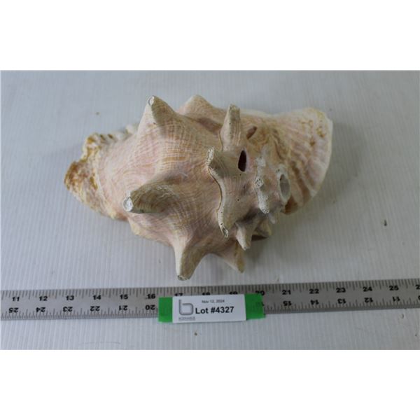 Seashell 10" x 8" Approx