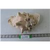 Image 1 : Seashell 10" x 8" Approx