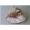 Image 2 : Seashell 10" x 8" Approx
