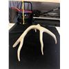 Image 2 : Deer Antler