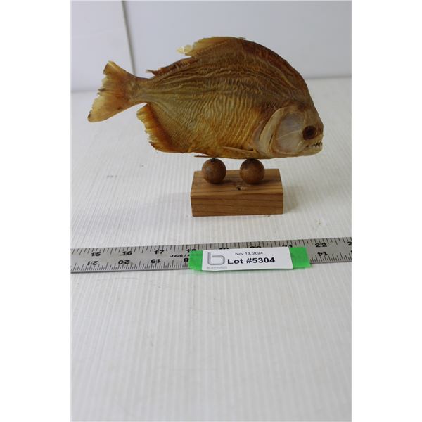 Piranha Fish - Mounted - Wood Base 6.5" Tall Approx
