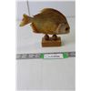Image 1 : Piranha Fish - Mounted - Wood Base 6.5" Tall Approx