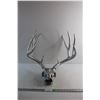 Image 1 : Painted Decor Skull with Antlers