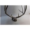 Image 6 : Painted Decor Skull with Antlers