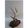Image 3 : Deer Antler Wall Decor