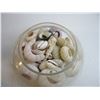 Image 2 : Lot of Assorted Shells for display or crafting