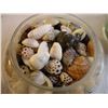 Image 5 : Lot of Assorted Shells for display or crafting