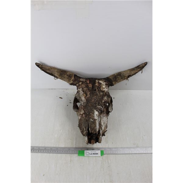 Cow Skull- As Is