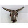 Image 2 : Cow Skull- As Is