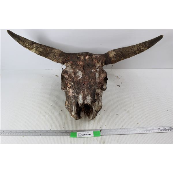 Cow Skull- As Is