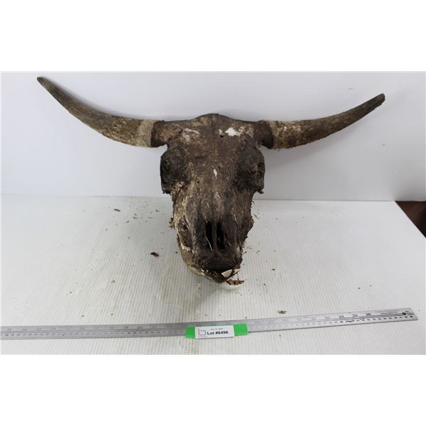 Cow Skull- As Is
