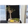 Image 1 : BONSAI TREE
