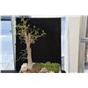 Image 2 : BONSAI TREE