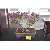 Image 1 : FLOWERING BOUGAINVILLEA BONSAI